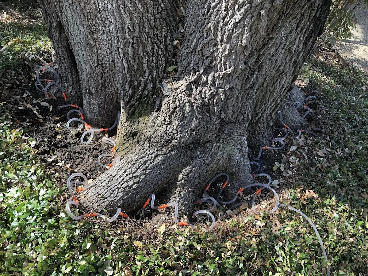 Detailed Tree Cabling and Bracing job site in Franklin