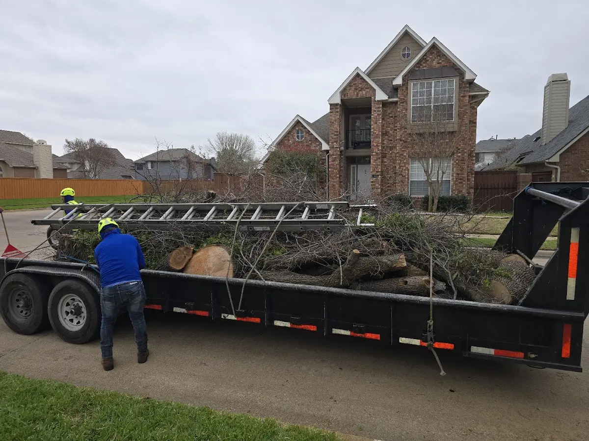 Expert Tree Pest Control with proper safety equipment in Franklin